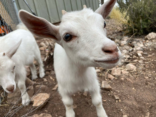 Why We Use Goat Milk in Our Soap